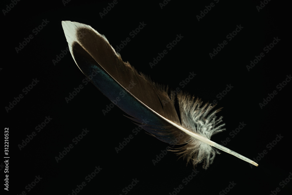 Poster Beautiful duck Bird feather pattern for design texture. Isolated on Black Background