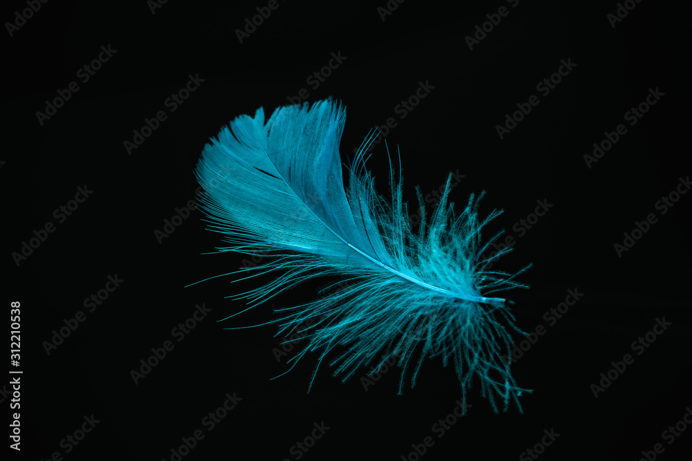 Poster beautiful blue bird feather pattern for design texture. isolated on black background