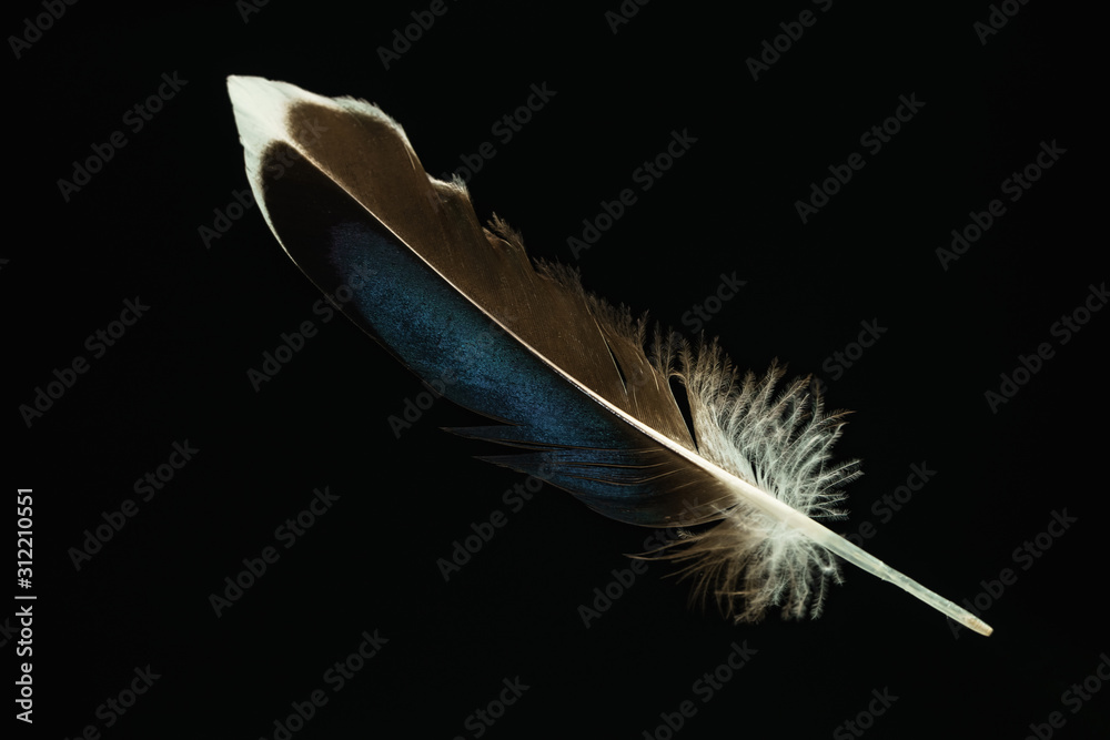 Poster Beautiful duck Bird feather pattern for design texture. Isolated on Black Background