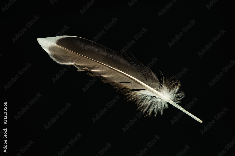 Poster Beautiful duck Bird feather pattern for design texture. Isolated on Black Background