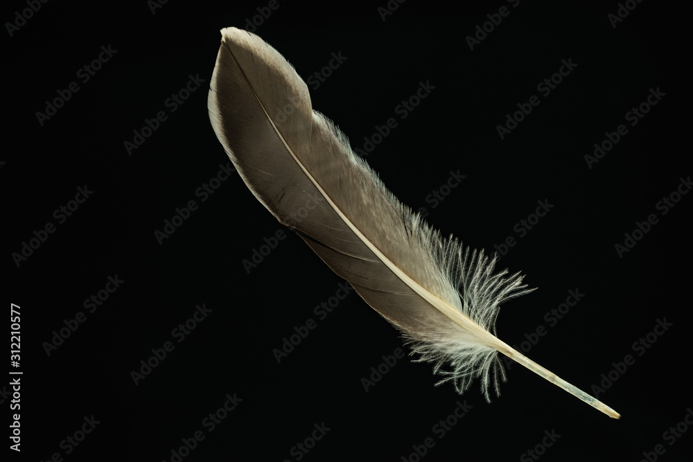 Poster Beautiful duck Bird feather pattern for design texture. Isolated on Black Background