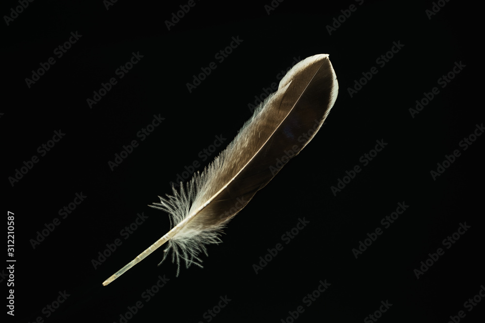 Poster Beautiful duck Bird feather pattern for design texture. Isolated on Black Background