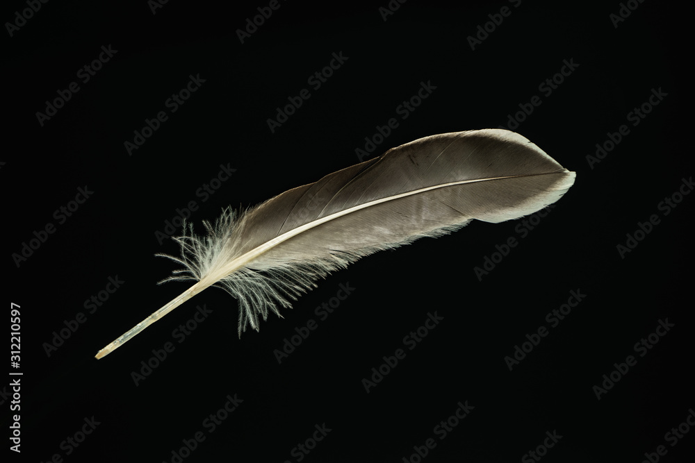 Poster Beautiful duck Bird feather pattern for design texture. Isolated on Black Background