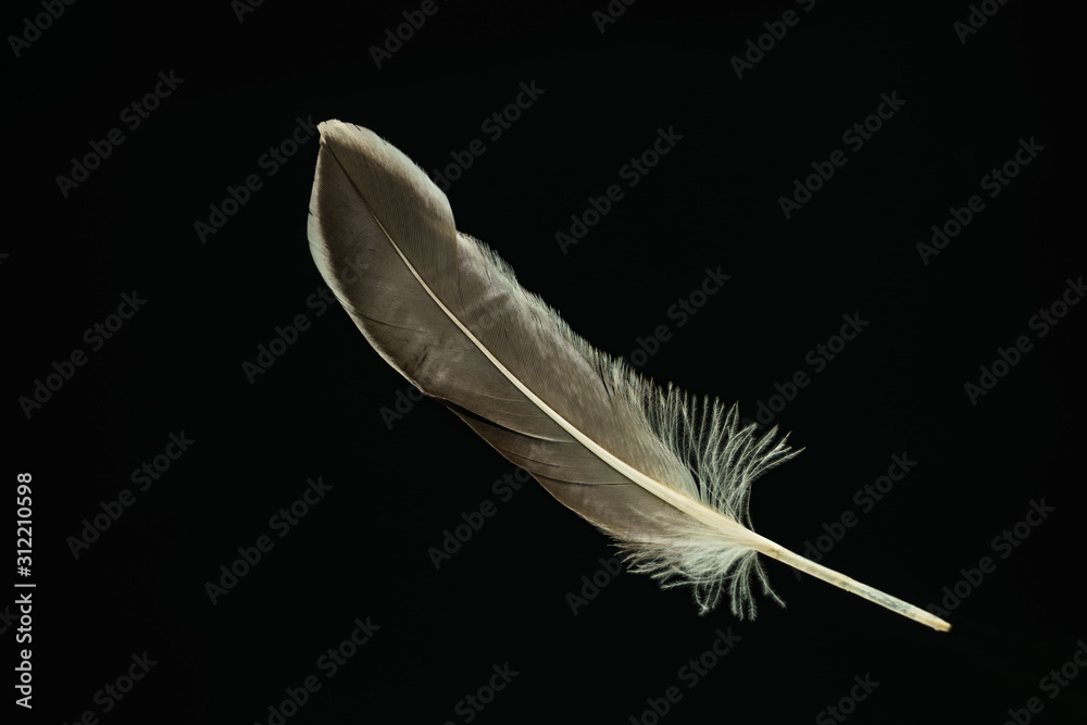 Poster Beautiful duck Bird feather pattern for design texture. Isolated on Black Background