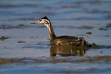 Young great crested grebe on Crna Mlaka fishpond