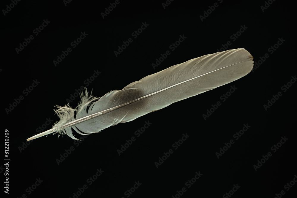 Poster Beautiful gray Bird feather pattern for design texture. Isolated on Black Background