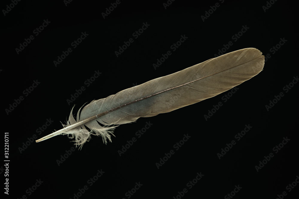 Poster Beautiful gray Bird feather pattern for design texture. Isolated on Black Background