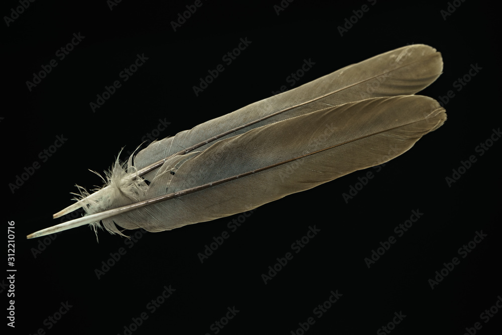 Poster Beautiful gray Bird feather pattern for design texture. Isolated on Black Background