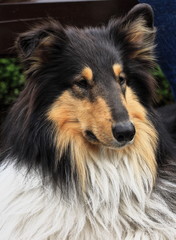 A close up color image of a Collie dog.