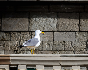seagull resting on a railing