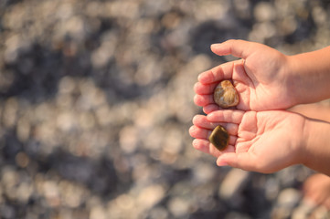 sea stones in wet children's hands. space for text