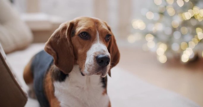 A beautiful beagle dog lies on a sofa in the house, tail chewing, gets up and jumps from the sofa. Against the background of bright flashlights. Christmas and New Years Eve