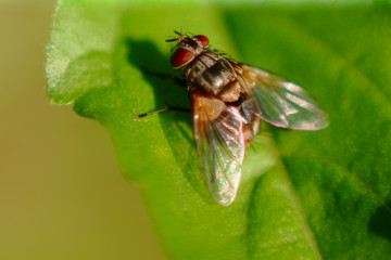 House fly perched on green leaf in garden