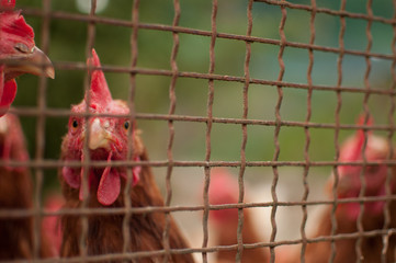 A curious chicken looking into the camera