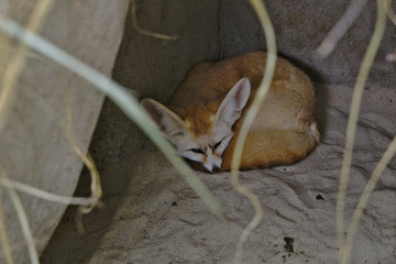 Close-up of a sleeping fennec fox, or fennec (Vulpes zerda) or sand fox in a zoo