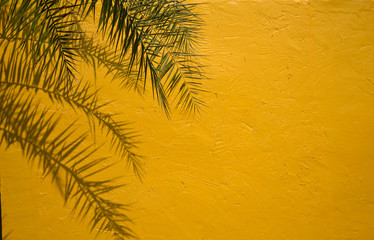 Palm tree leaves and shadows against yellow wall  background