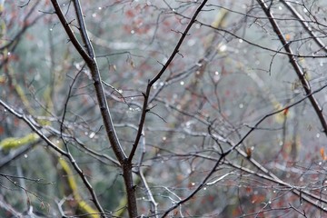 Focus on branches of trees in wet forest 