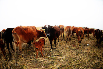 A herd of dairy cows