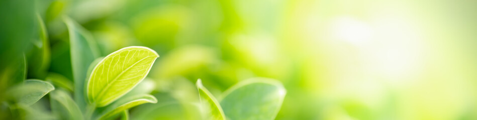 Nature of green leaf in garden at summer. Natural green leaves plants using as spring background cover page greenery environment ecology wallpaper