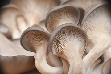 Fototapeta na wymiar Fresh oyster mushrooms. (Pleurotus ostreatus). Vegetarian food, healthy mushroom close up