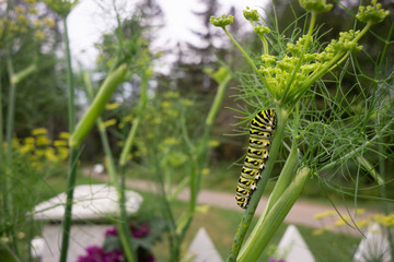 Caterpillar on a flower