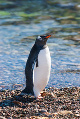 Gentoo penguin in Neko Harbor beach, Antarctic Peninsula.