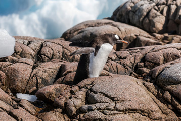  Gentoo Penguin walking on the rocks, Antartica.