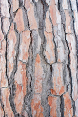 Close-up of tree bark, Pompeii, Italy
