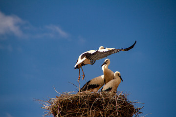 Storch bei der Flug&uuml;bung