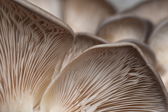 Fresh oyster mushrooms. (Pleurotus ostreatus). Vegetarian food, healthy mushroom close up