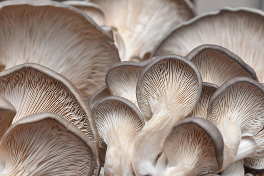 Fresh oyster mushrooms. (Pleurotus ostreatus). Vegetarian food, healthy mushroom close up