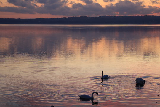 cigni al tramonto