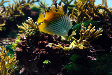 サンゴの間を泳ぐトゲチョウチョウウオ