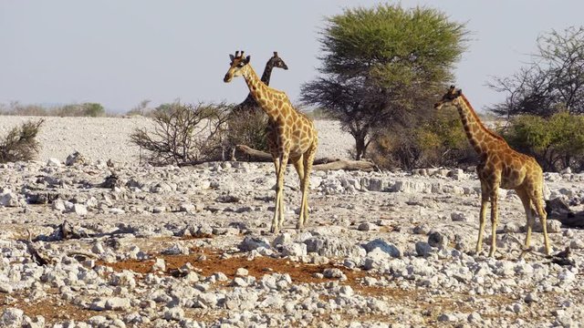giraffe in the rocky desert. South Africa, Namibia