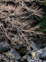 은빛의 나뭇가지