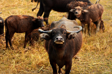 African buffalo or Cape buffalo in river bed.