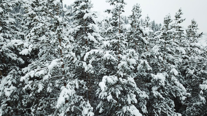 Fototapeta premium Coniferous trees are covered with snow. Festive mood. Branches in the snow. Big drifts around. White fluffy snow falls in the forest. Winter fairy tale in the Tien Shan mountains, Kazakhstan, Almaty