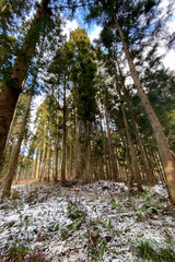 冬の森林　雪景色　青空　太陽の光