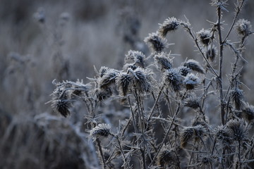 Thistles with Hoarfrost at Dawn