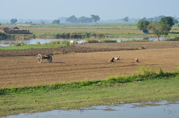 Fototapeta na wymiar Landwirtschaft am Taungthaman-See, Myanmar 