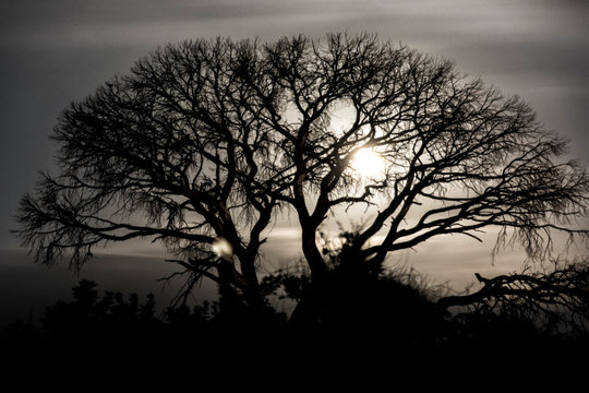 silhouette of tree at sunset