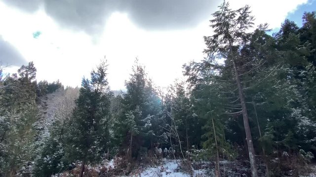 冬の森林　雪景色　青空　太陽の光