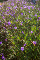 Fototapeta premium purple flower