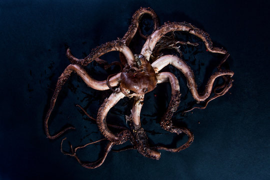 octopus