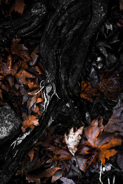 brown leaves
