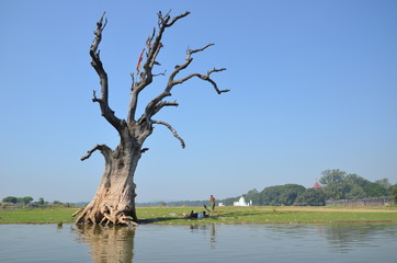 toter Baum im Taungthaman-See bei Amarapura, Myanmar