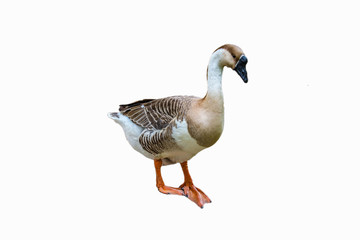 african Goose isolated on white background