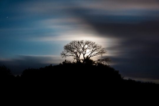 tree at sunset