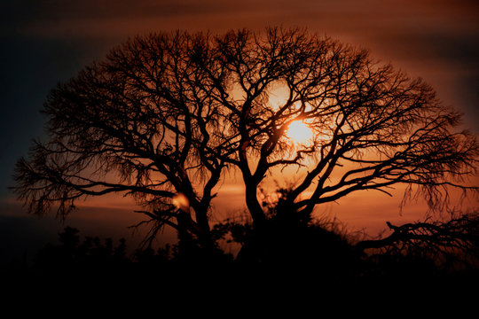 silhouette of a tree at sunset