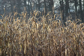 Ein vertrocknetes Maisfeld im Winter